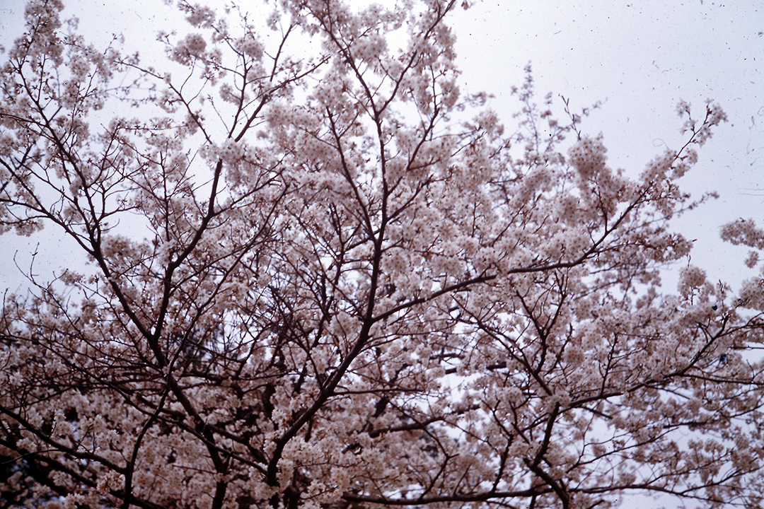 Japan 1954